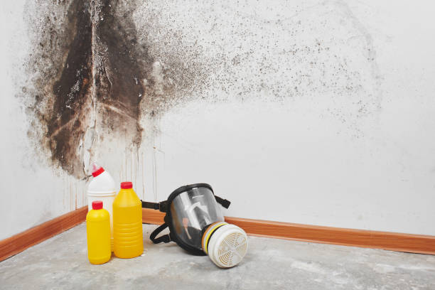 Best Attic Mold Removal  in Dock Junction, GA