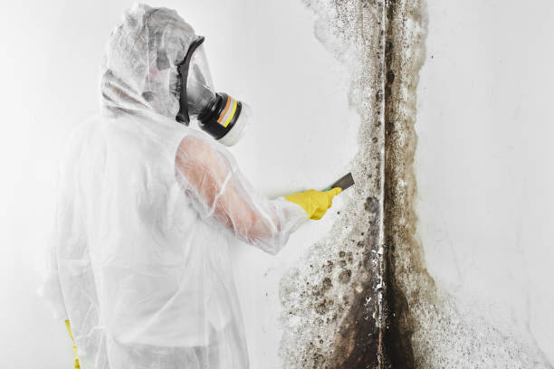 Best Same-Day Mold Removal  in Dock Junction, GA