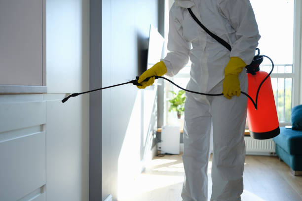 Best Attic Mold Removal  in Dock Junction, GA