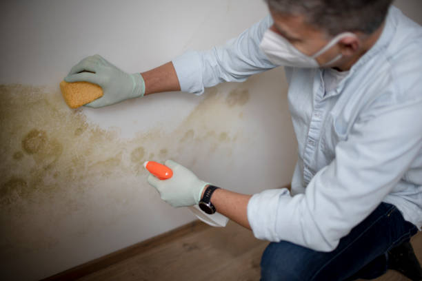 Best Toxic Mold Removal  in Dock Junction, GA